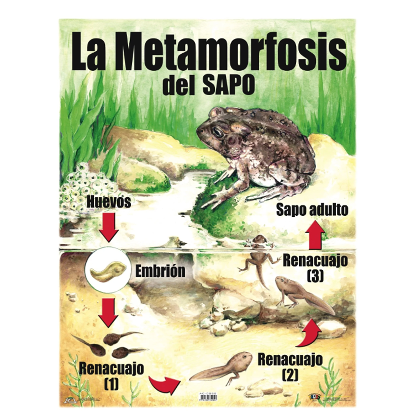 Anisa •  Cartel "Metamorfosis del sapo"