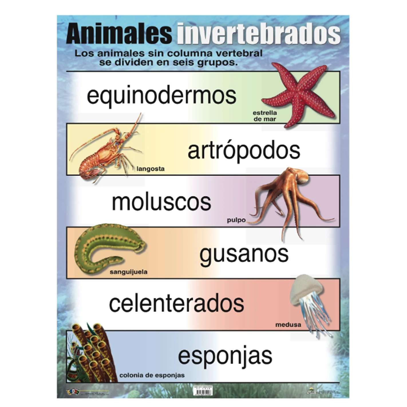 Anisa •  Cartel "Animales Invertebrados"