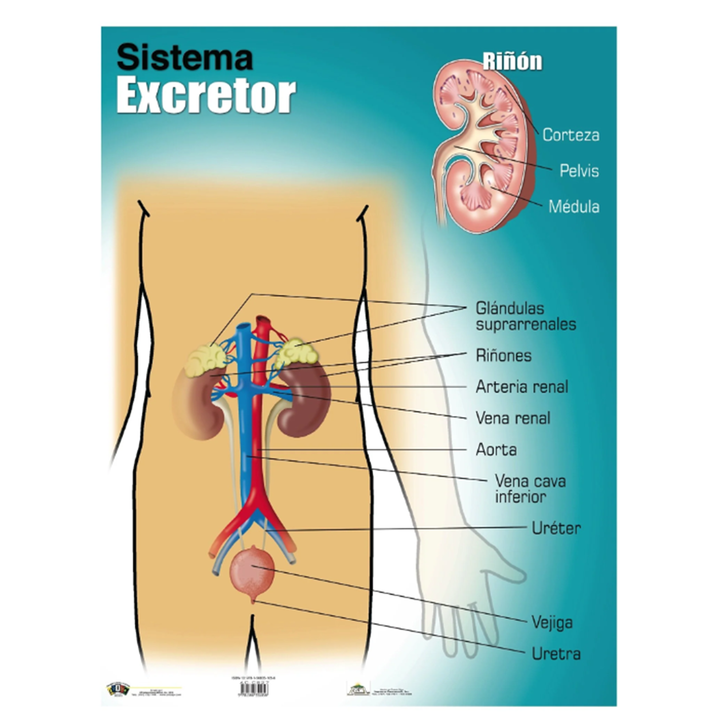Anisa •  Cartel "Sistema Excretor"