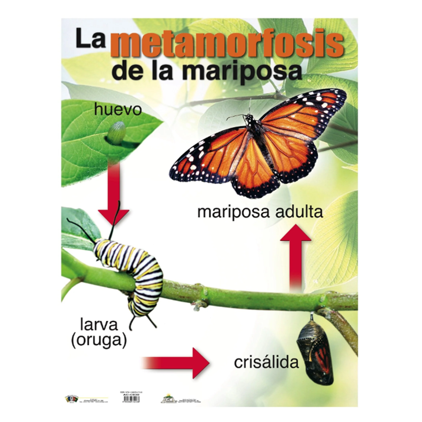 Anisa •  Cartel "Metamorfosis de la mariposa"