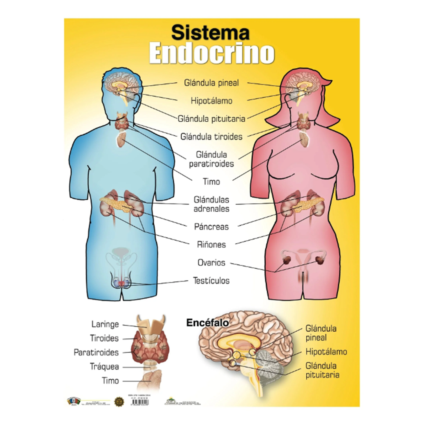 Anisa •  Cartel "Sistema Endocrino"